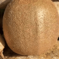 Răsaduri de KIWI Românesc
